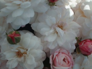 LITTLE WHITE PET (Patio Shrub)